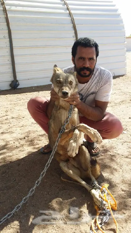 ذئب للبيع ذكر (image 5)