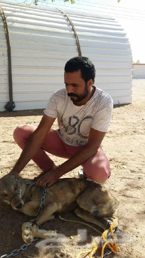 ذئب للبيع ذكر (image 6)