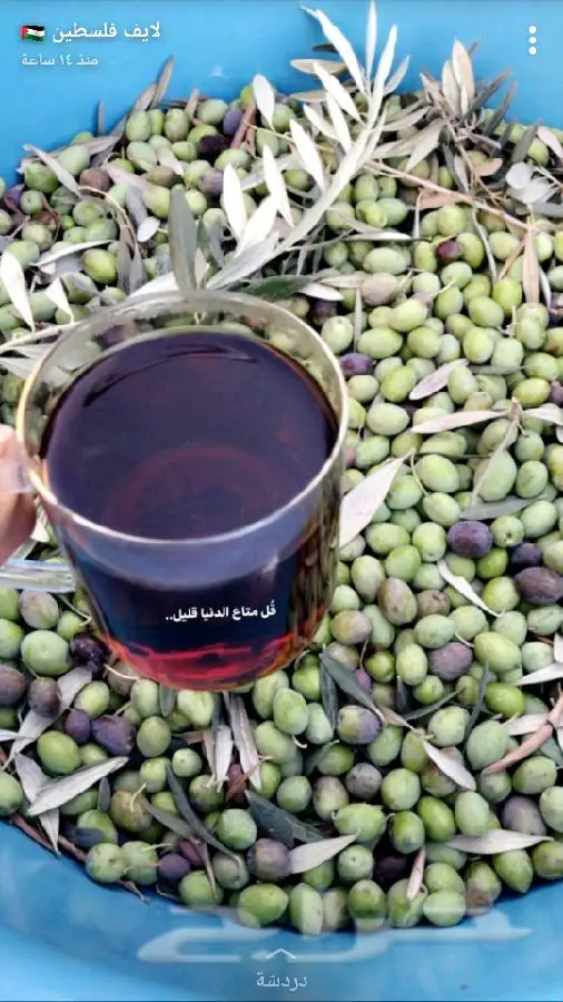 زيت زيتون اصلي ميه ب الميه من فلسطين (image 52)