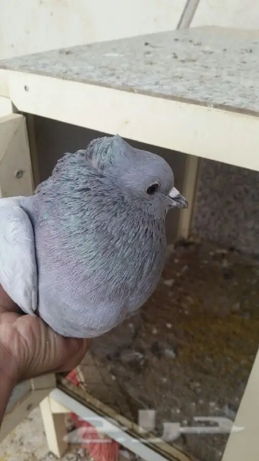 للبيع هندي انثى (image 3)