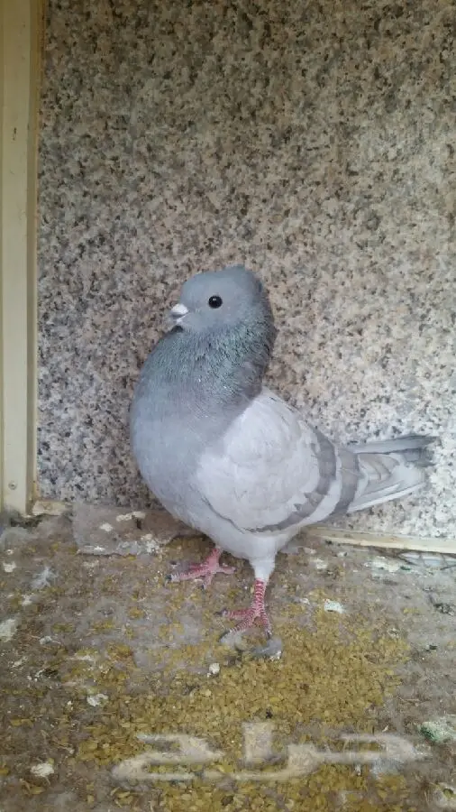 للبيع هندي انثى (image 4)