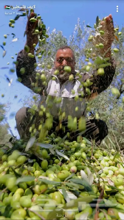 زيت زيتون اصلي ميه ب الميه من فلسطين (image 58)