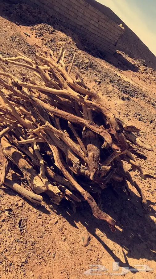 سمر مبروم صافي شرط (image 5)