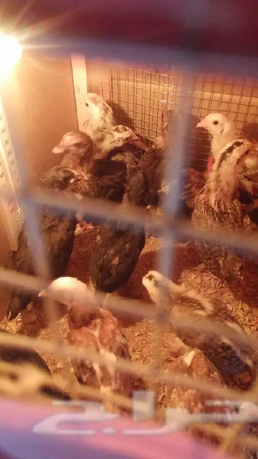 صوص بلدي للبيع (image 2)