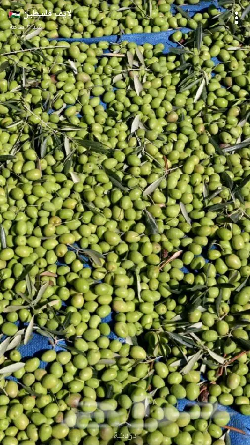 زيت زيتون اصلي ميه ب الميه من فلسطين (image 57)
