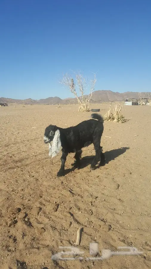 تيس مشروع فحل كفو (image 9)