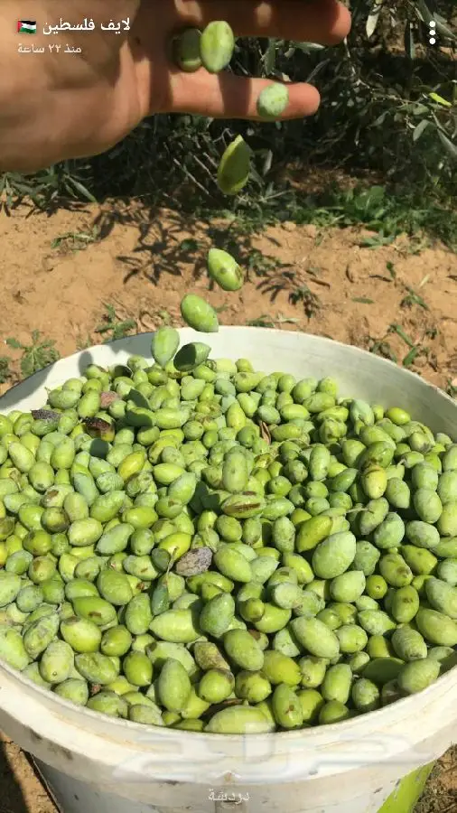 زيت زيتون اصلي ميه ب الميه من فلسطين (image 60)