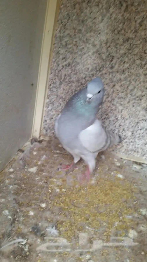 للبيع هندي انثى (image 1)