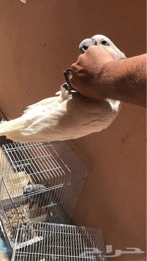 كوكاتو امبريلا (image 3)