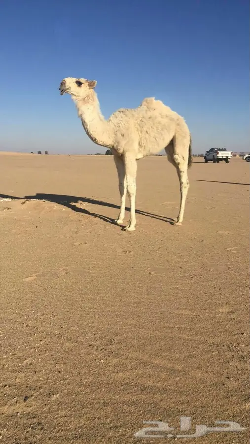 حواره مزيونه يا اهل الزين