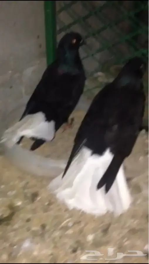 زوج نوري (image 1)