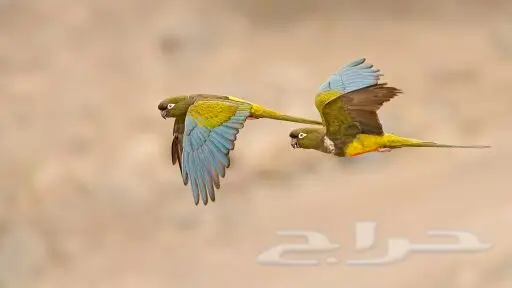 ببغاء باتاغونيا النادر (image 1)
