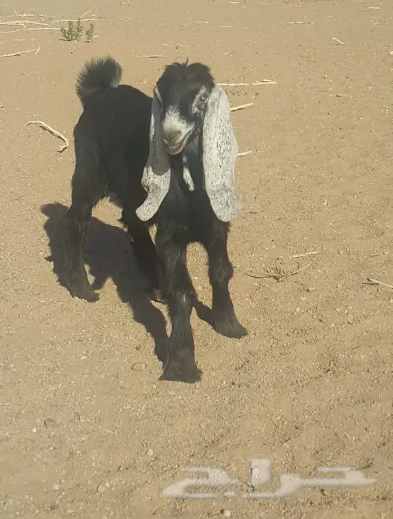 تيس مشروع فحل كفو (image 2)