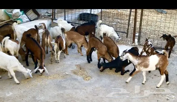 تيوس سمان بيشيات وحبص لبني