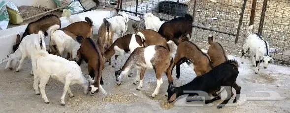 تيوس سمان بيشيات وحبص لبني (image 2)