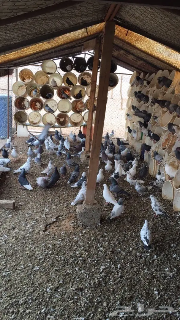 حمام للبيع (image 5)