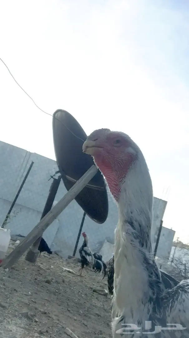 دجاج فارسي (image 1)