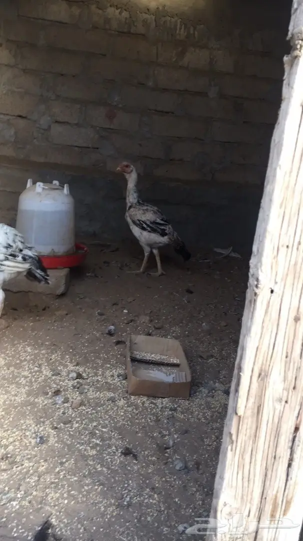 دجاج فارسي (image 2)