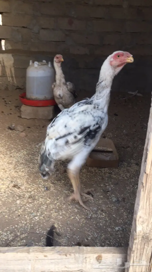 دجاج فارسي (image 3)