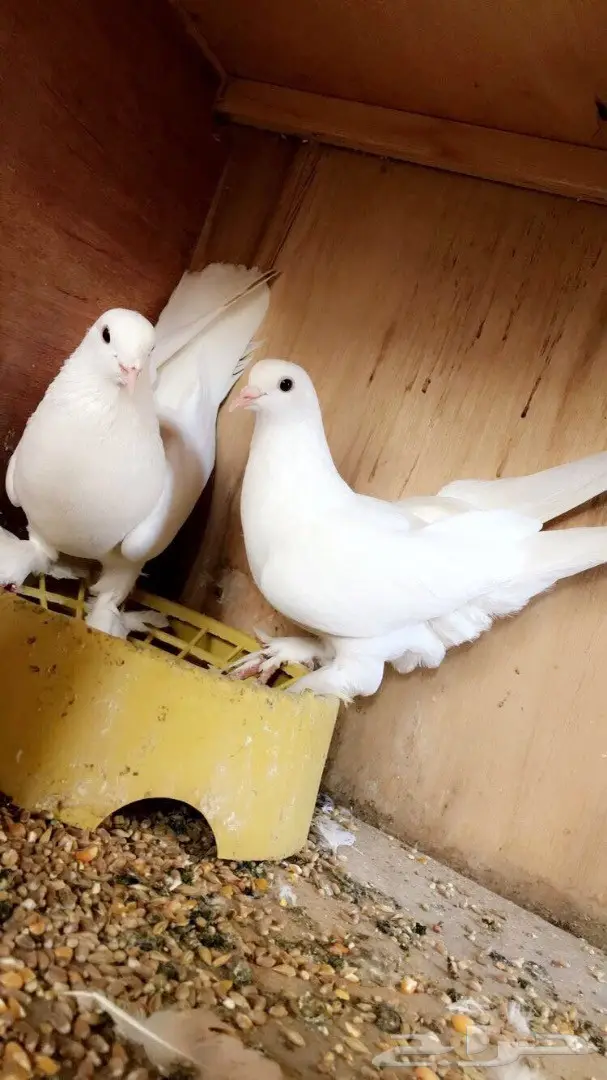 حمام جمله (image 1)