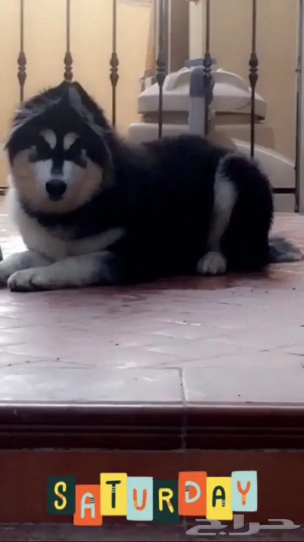 كلب للبيع  (image 5)