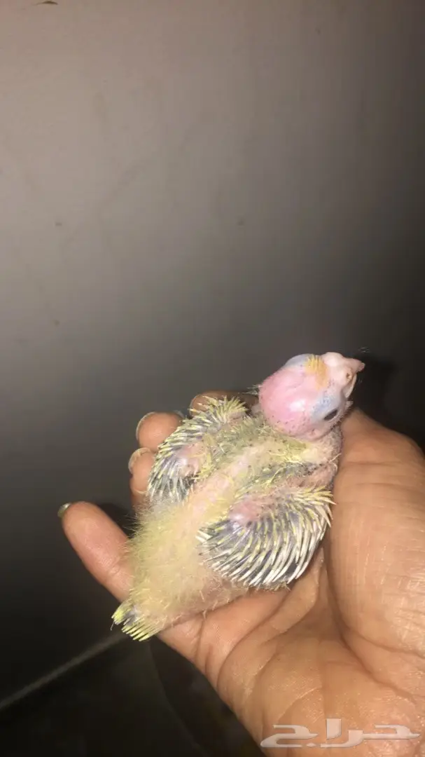 للبيع كروان بالاحساء نوعه فراشه بصحة ممتازه  (image 4)