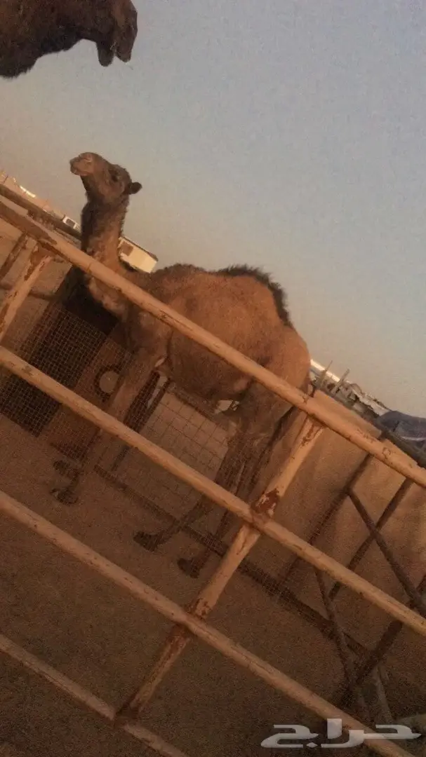 للبيع قعدان مفاريد ولقوات  (image 1)