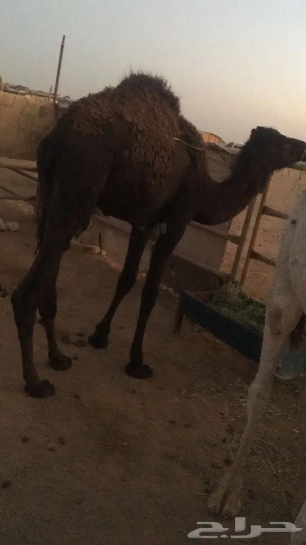 للبيع قعدان مفاريد ولقوات  (image 2)