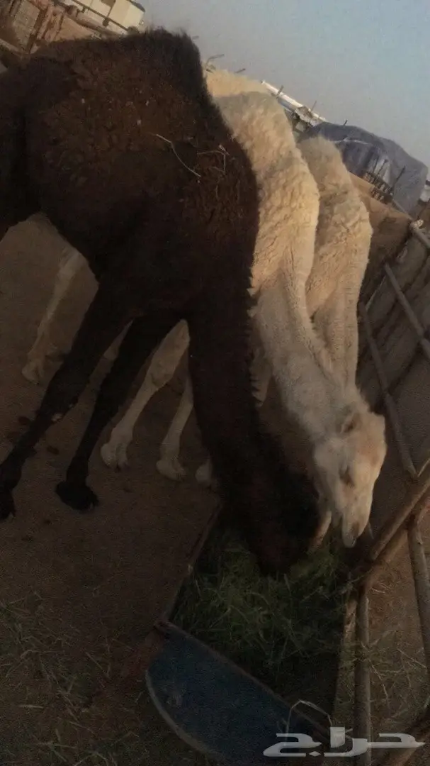 للبيع قعدان مفاريد ولقوات  (image 4)