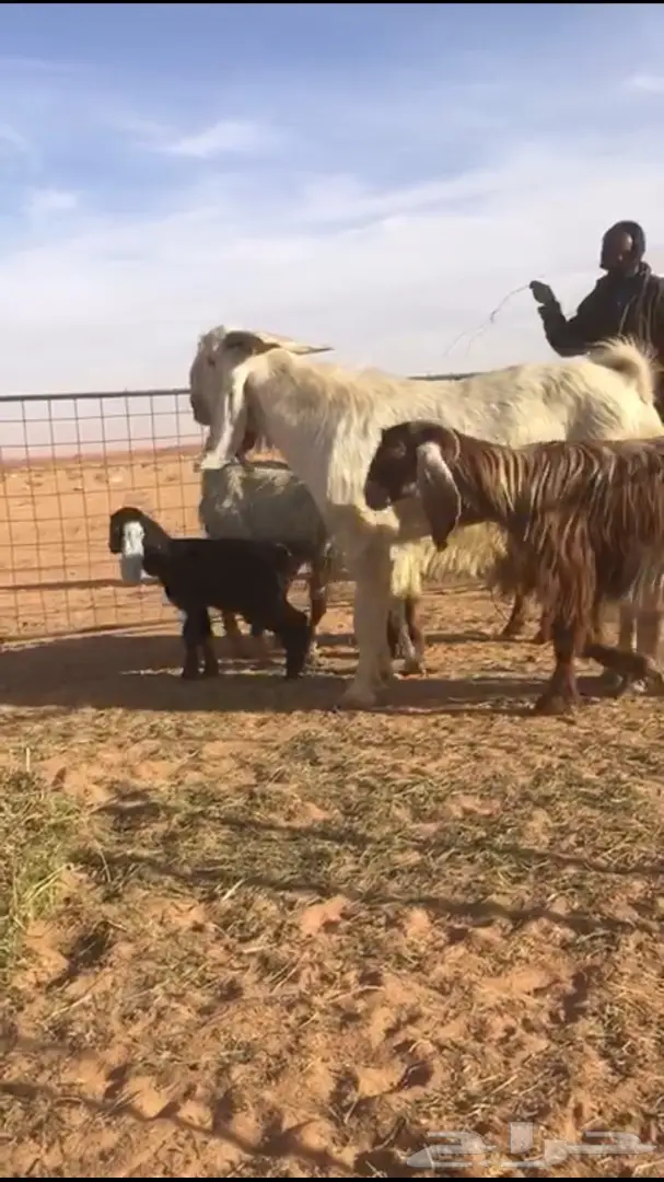 ثلاث معزى معهن ثلاث والرابع فحل رباع ابيض 