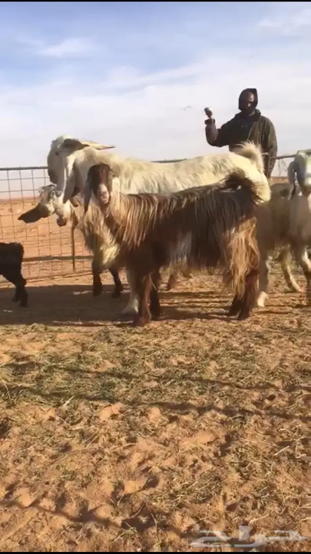 ثلاث معزى معهن ثلاث والرابع فحل رباع ابيض  (image 1)