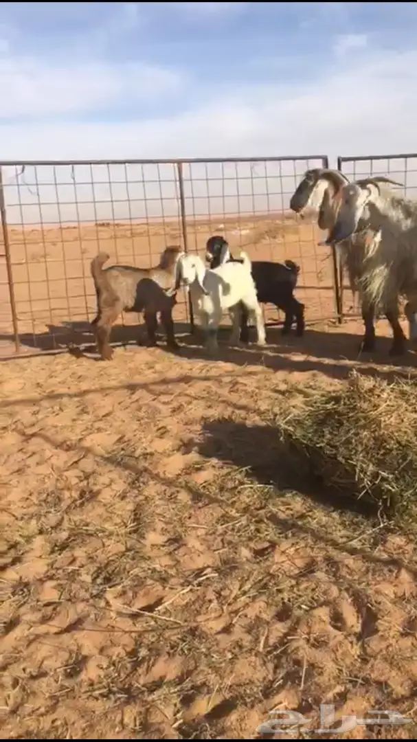 ثلاث معزى معهن ثلاث والرابع فحل رباع ابيض  (image 2)