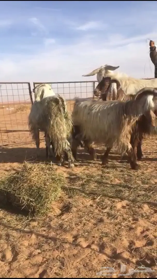 ثلاث معزى معهن ثلاث والرابع فحل رباع ابيض  (image 3)