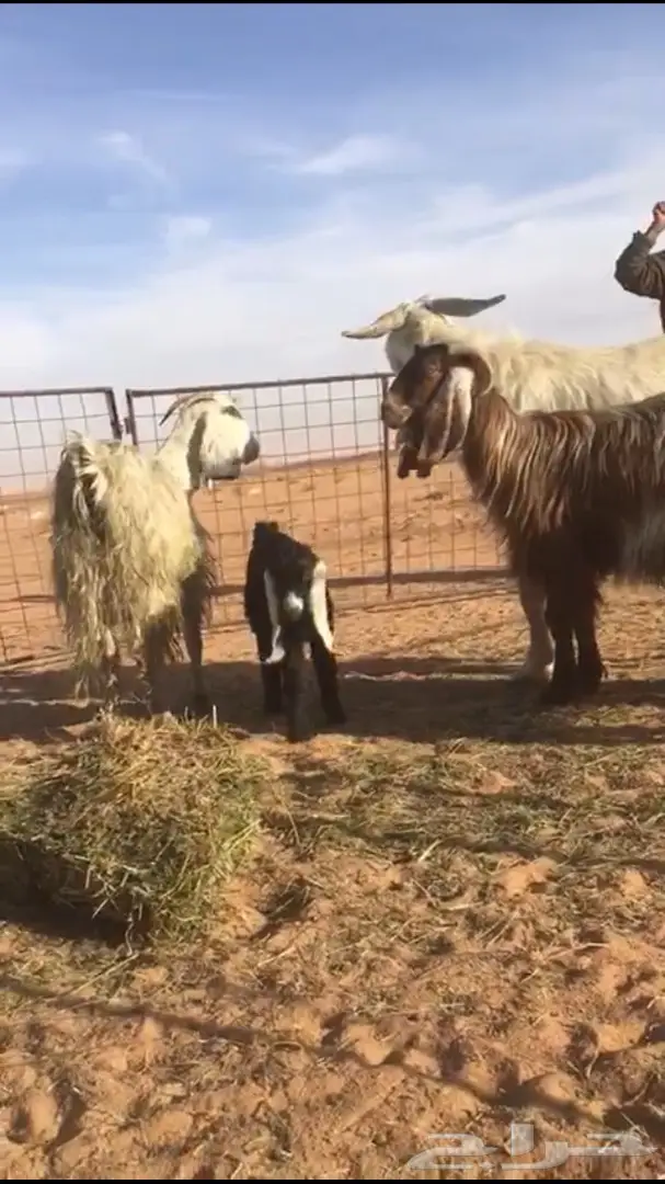 ثلاث معزى معهن ثلاث والرابع فحل رباع ابيض  (image 4)