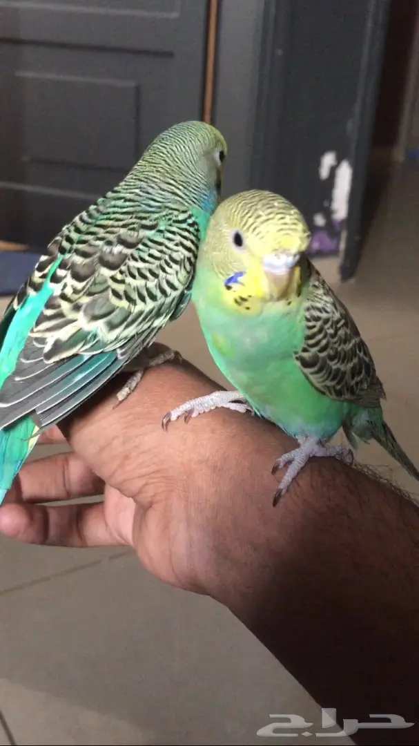 جوز بادجي  (image 1)