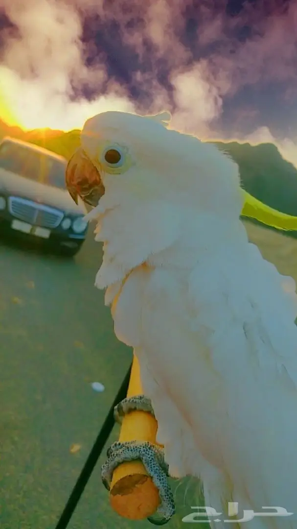 كوكاتو ترايتون متكلم و اليف جدا ويرقص 