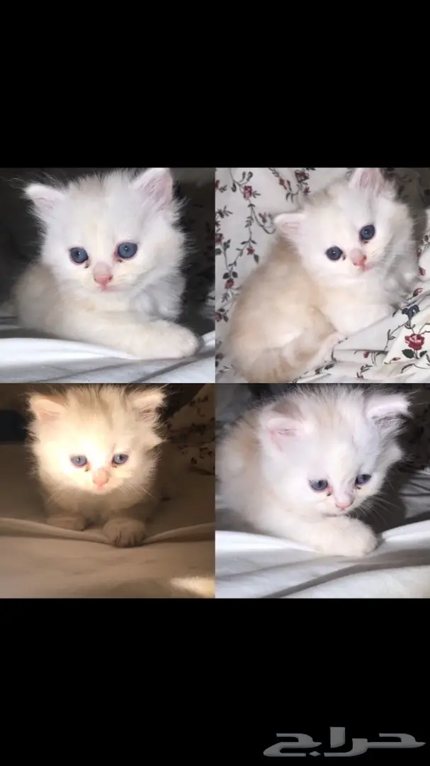 قطط صغيرة للبيع 