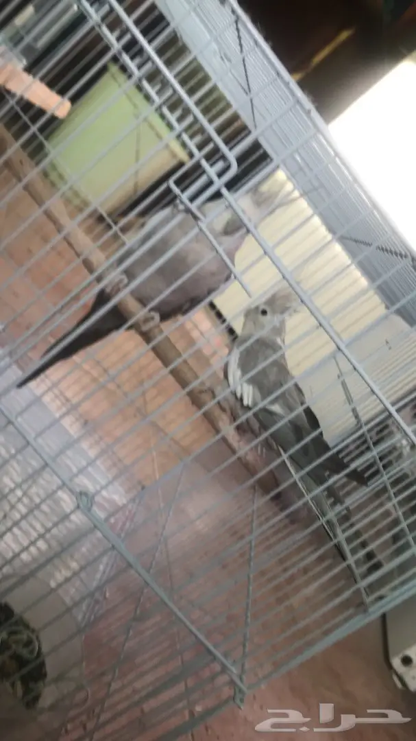 زوج كروان منتج