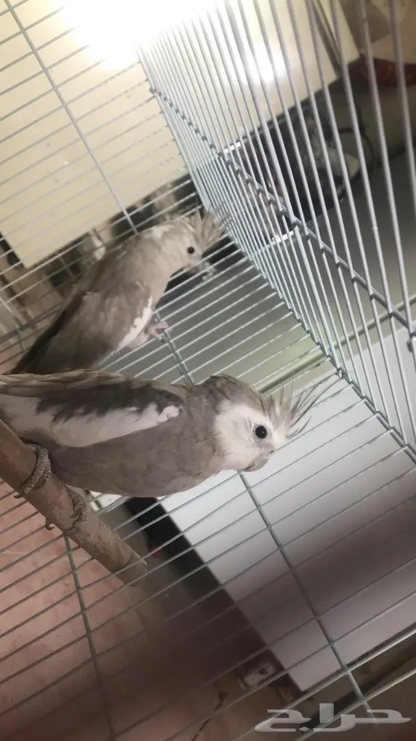 زوج كروان منتج (image 1)