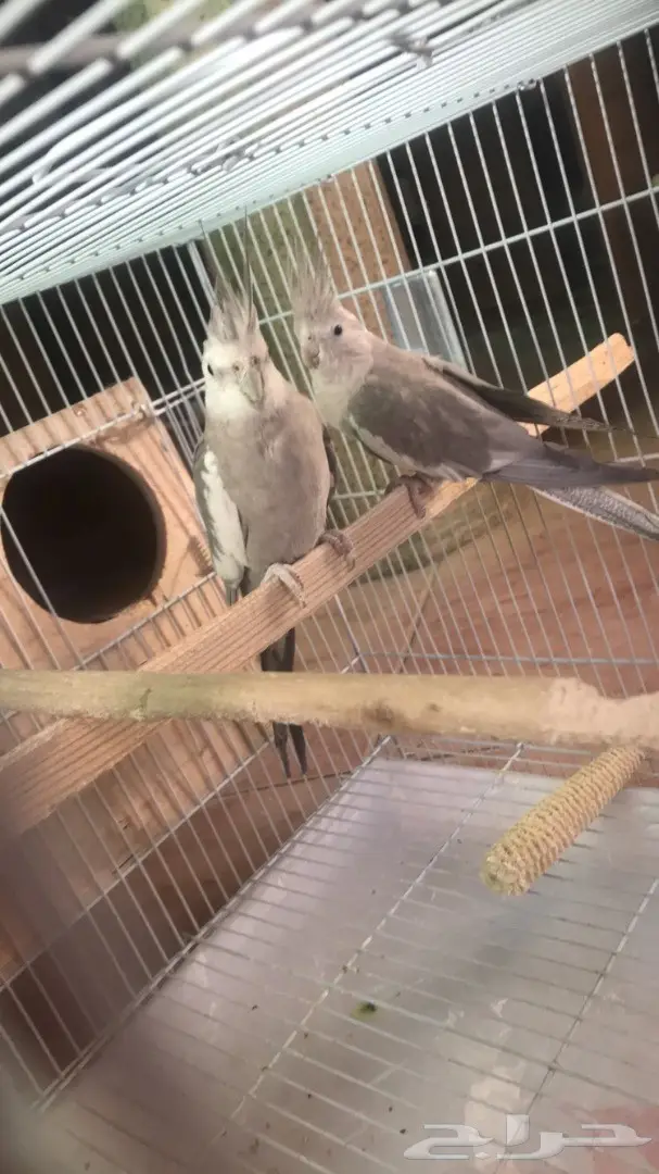 زوج كروان منتج (image 2)