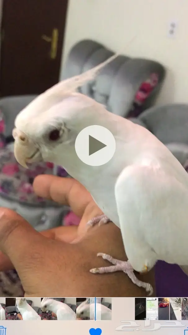 للبيع كروان البينوا عيون حمر هد الاحساء (image 2)