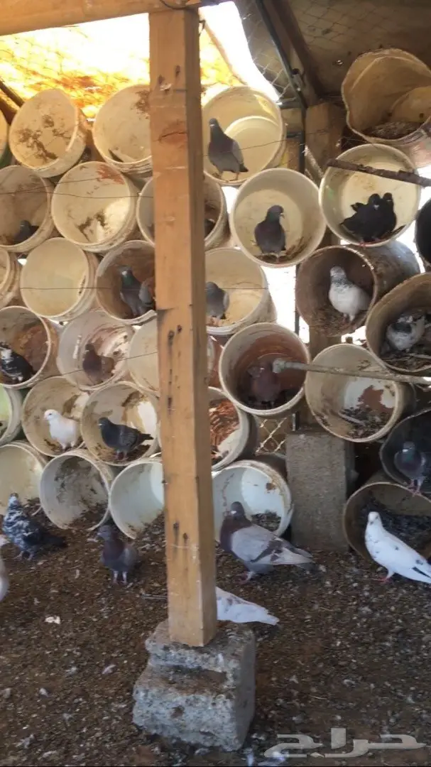 حمام للبيع (image 1)