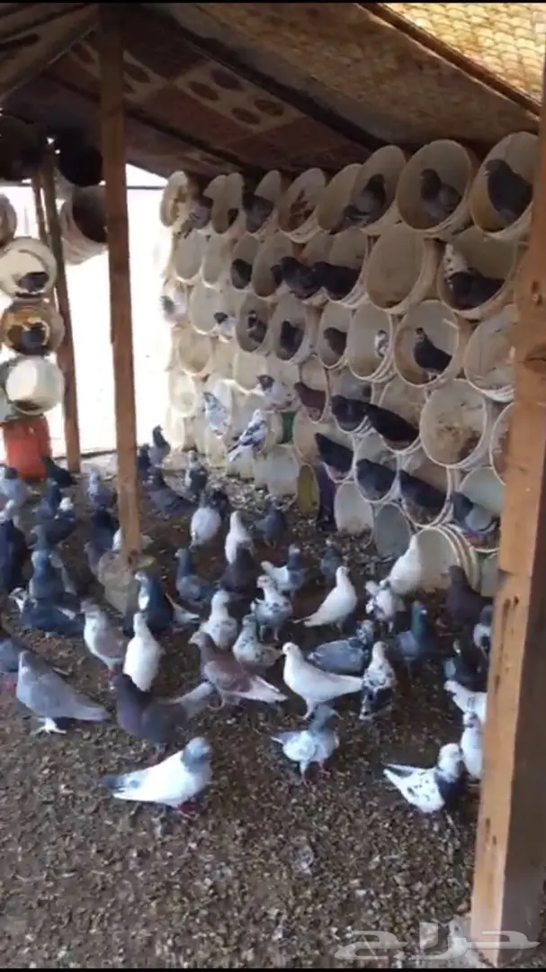 حمام للبيع (image 2)