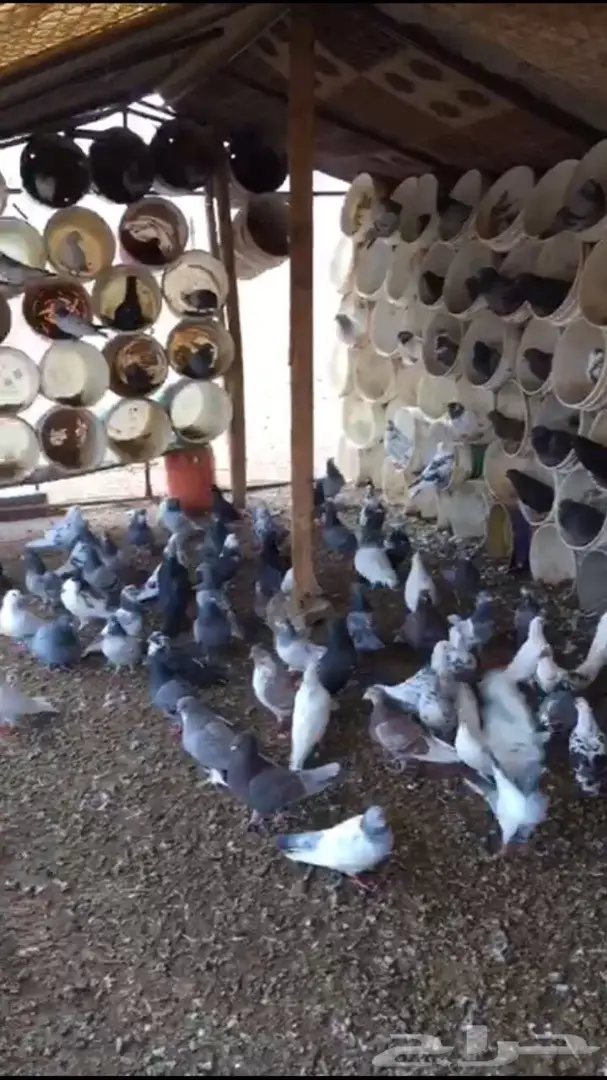 حمام للبيع (image 3)