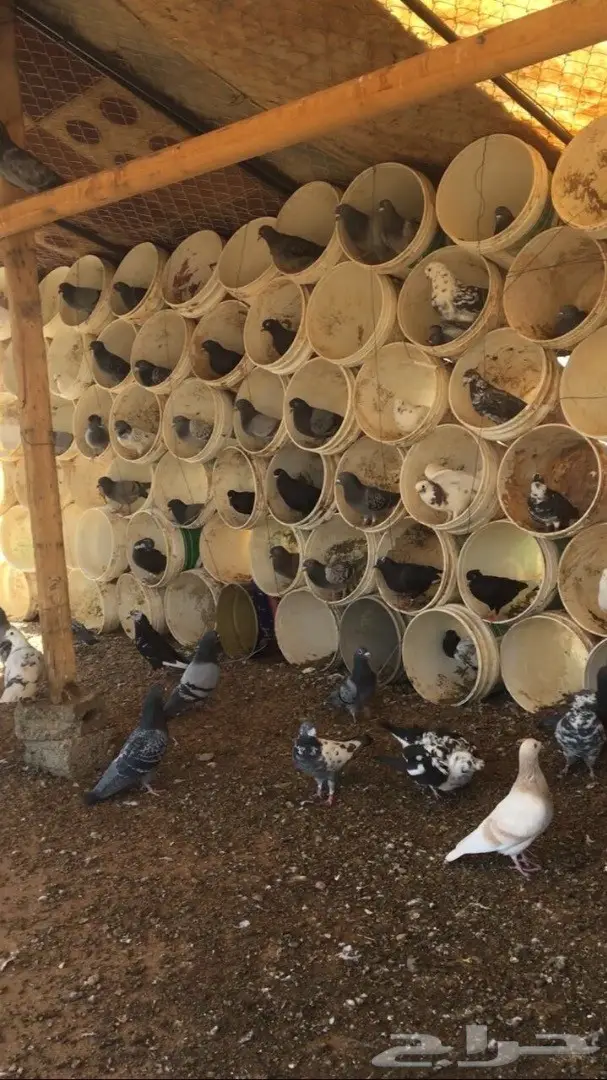 حمام للبيع (image 4)