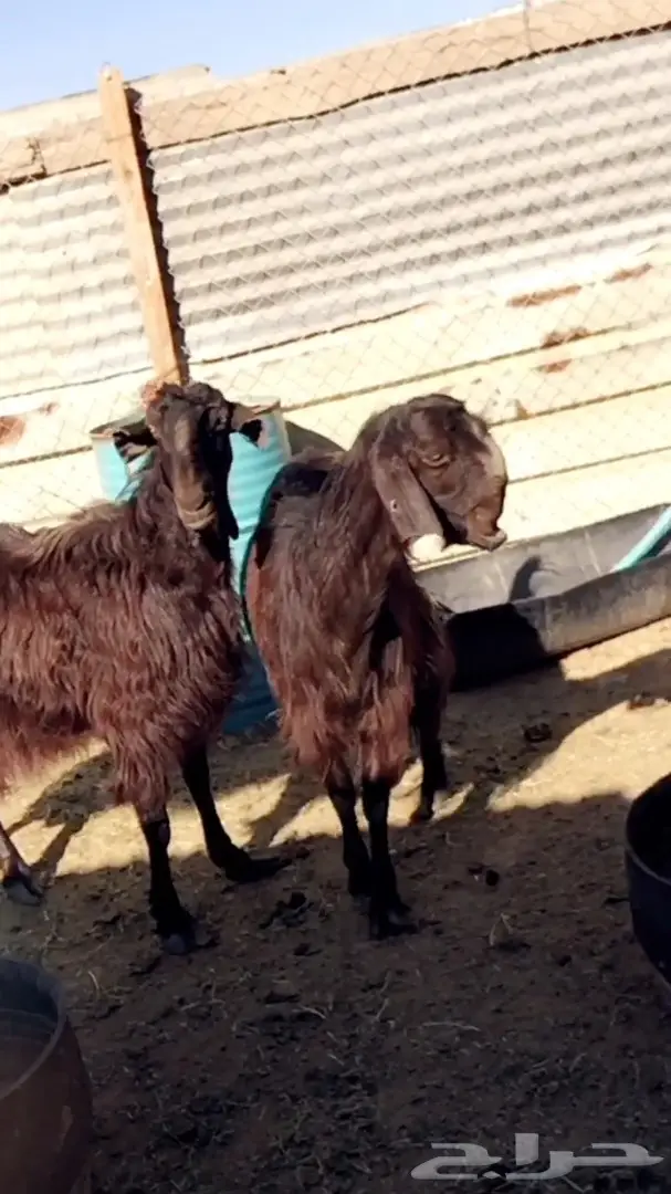 عنزين سوريات طيبات حليب وافر شرط 