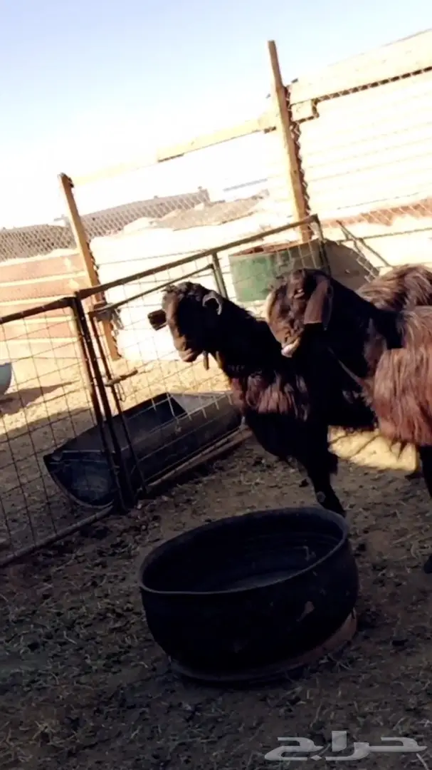 عنزين سوريات طيبات حليب وافر شرط  (image 1)