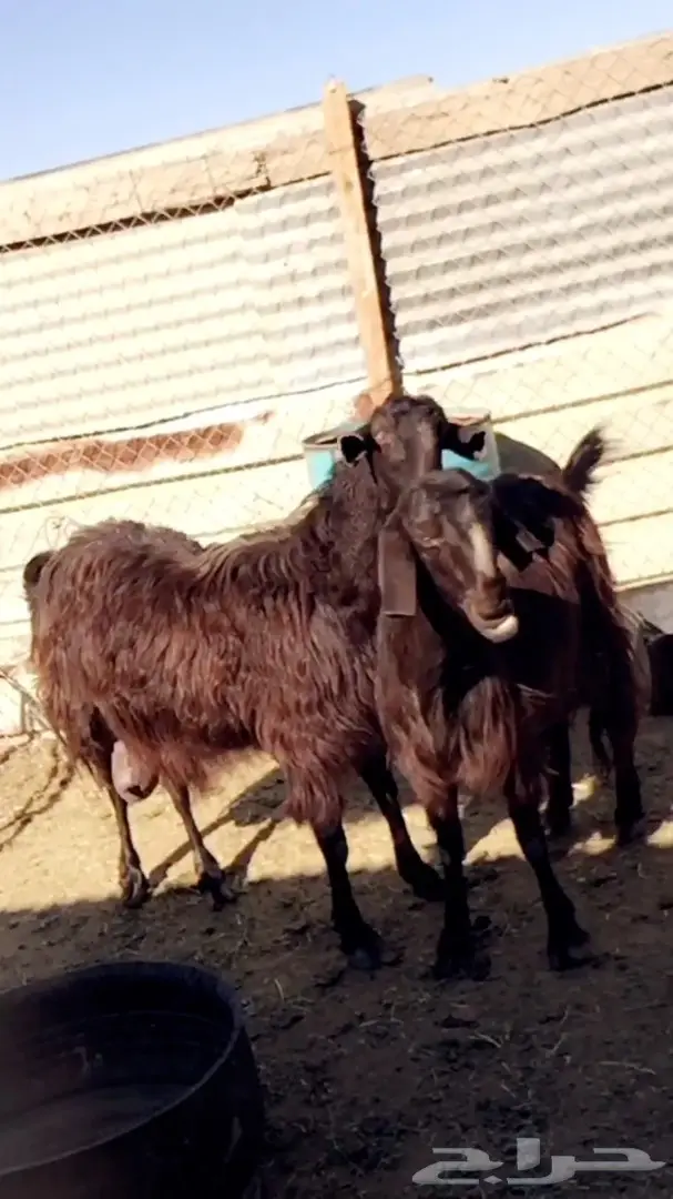 عنزين سوريات طيبات حليب وافر شرط  (image 2)