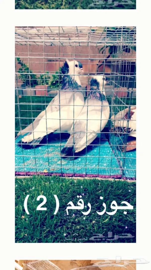 حمام بلغاري