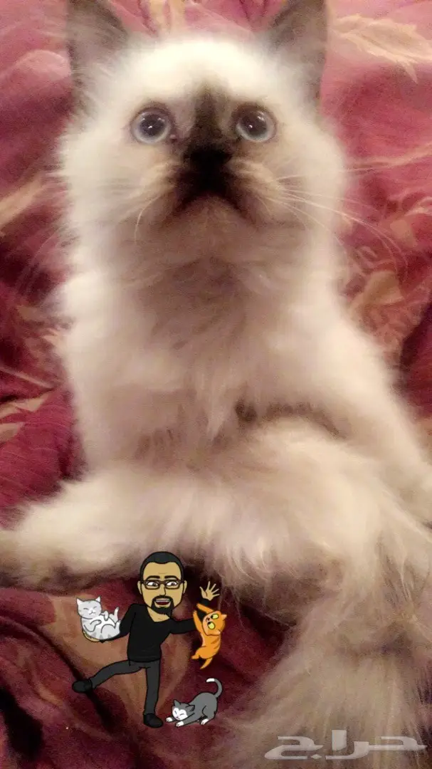 قطه كيتن هملايا شوكلت